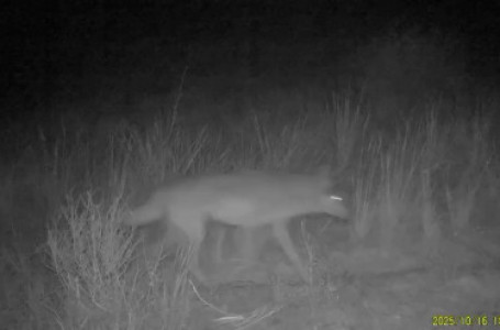 Қазақстанның оңтүстігінде үйірімен жүрген қасқырлар видеоға түсіп қалды