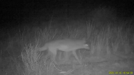 Қазақстанның оңтүстігінде үйірімен жүрген қасқырлар видеоға түсіп қалды