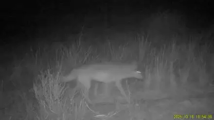 Оңтүстік Қазақстанда үйір қасқырдың жүргені видеоға түсіп қалды