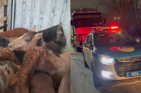 Қарағанды облысында WhatsApp чат арқылы ірі көлемдегі мал ұрлығы әшкере болды