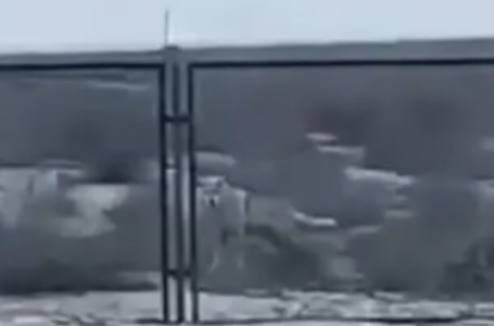 Маңғыстау облысындағы аралда қасқыр қаптап жүр