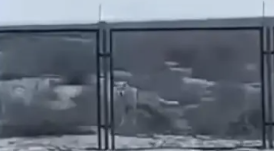 Маңғыстау облысындағы аралда қасқыр қаптап жүр