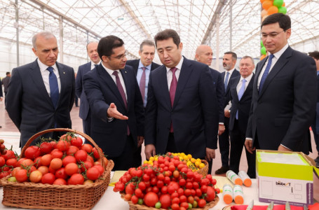 Шымкентте жаңа жылыжай кешенінде алғашқы қызанақ өнімі жиналды