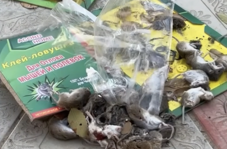 Махамбет ауданында тышқан қаптаған: мектеп пен балабақша жабылды