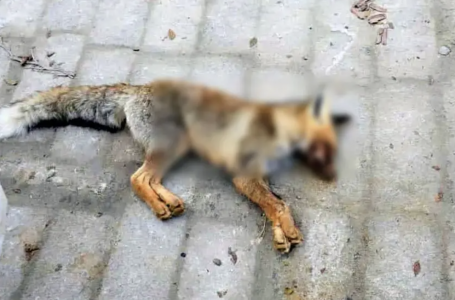 Маңғыстау облысында түлкі оқушыларды қауып алған 