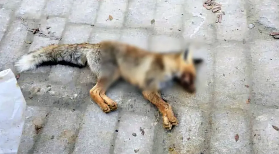 Маңғыстау облысында түлкі оқушыларды қауып алған 