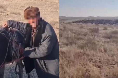 “Үш күн ұйықтамадым“. 700 қой баққан қойшы қалың тұманда адасып кеткен