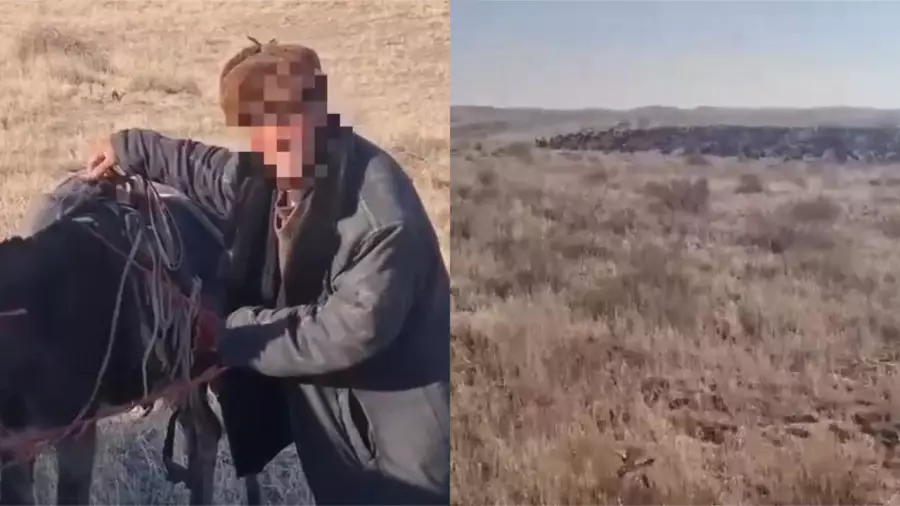“Үш күн ұйықтамадым“. 700 қой баққан қойшы қалың тұманда адасып кеткен