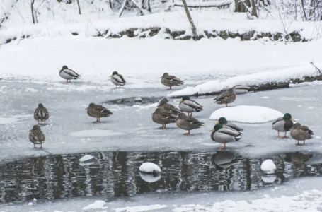 Жаңбыр аралас қар мен көктайғақ: бүгін ауа райы қандай болады? 
