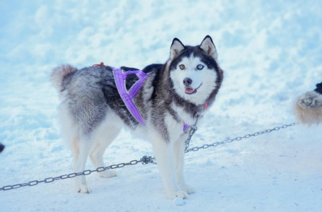 ШҚО-да қысқы туристік маусым ресми түрде ашылды