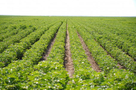 Түркістан облысында ауыл шаруашылығында 1,1 трлн теңгенің өнімі өндіріліп, өңір республикада көш бастады