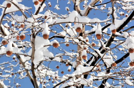 Қар, аяз бен үсік: 21 желтоқсанда ауа райы қандай болады?