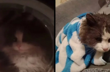 Кір жуғыш машинада жуылған мысықтың видеосы Қазнетті ашуландырды