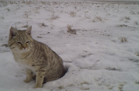 Маңғыстау облысында дала мысығы фототұзаққа ілікті