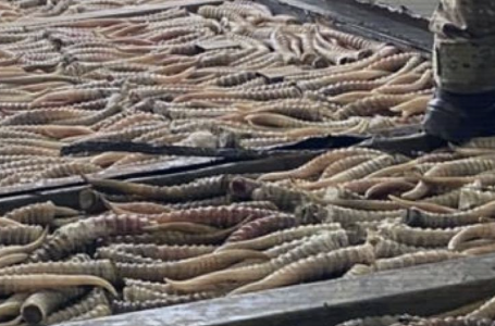 Екі өңірде ақбөкендерді заңсыз аулаған браконьерлер ұсталды