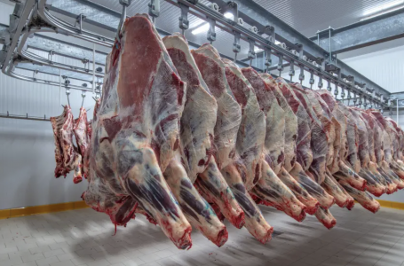 Сиыр етін экспорттауға енгізілген шектеу: министрлік себебін түсіндірді