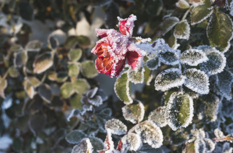 Қазақстанда алда қатты аяз болады