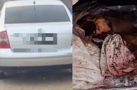 Жамбыл облысында екі адам жайылымда жүрген жылқыны атып алып кеткен (видео)