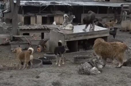 “Тас салып жүреміз“: Алматы облысындағы тұрғындар бұралқы итке шағымданды