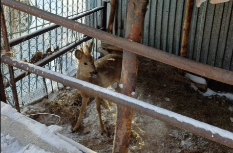Семейде үй ауласынан сібір елігі табылды