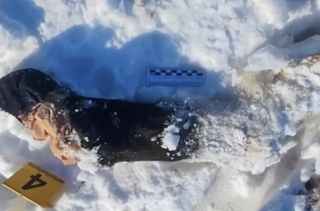 Батыста екі адам жайылымда жүрген жылқыны атып алып, сатып жіберген