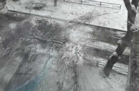 “Үстіне ағаш құлаған“: Шымкентте 10 жастағы бала қайтыс болды