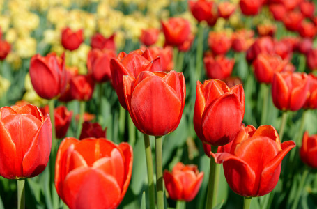 Наурызда қанша күн демалыс бар?