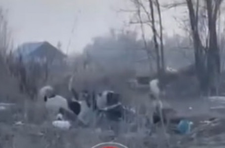 Алматы облысында әйелді иттер талап тастаған