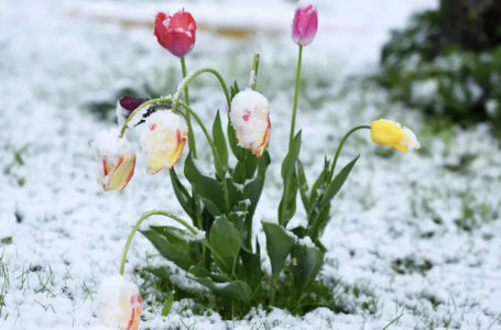Жаңбыр, қар мен боран: мерекеде ауа райы қандай болады?