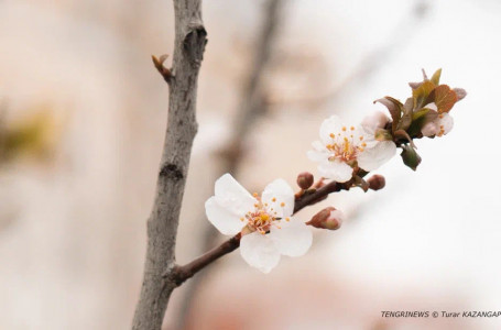 +14 градус жылы: бүгін ауа райы қандай болады?
