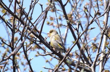 Қазақстанда тағы да күн жылынады