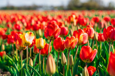 Аллергиясы бар адамдарға қауіпсіз гүлдер аталды