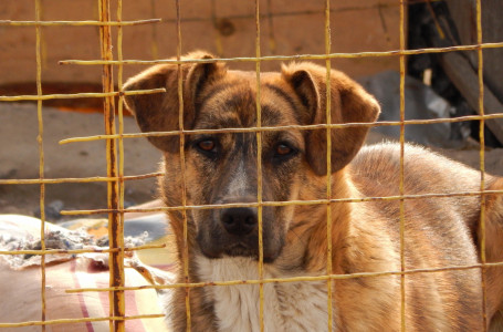 Резонанс тудырған мәселе: Қазақстанда жануарларға қатысты заңға өзгеріс енгізіледі