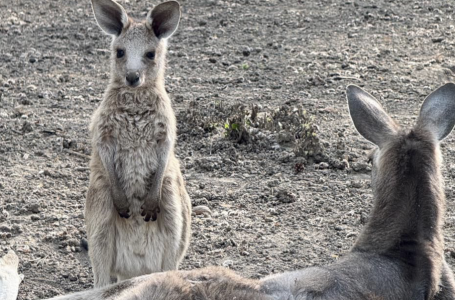 “Бэби бум“: Алматы хайуанаттар бағында кенгурудың үш төлі дүниеге келді