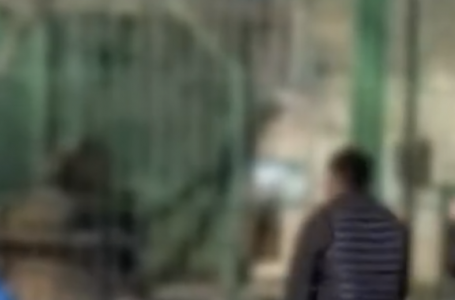  Семейде ересектер балалардың көзінше арыстандарға тас лақтырған - видео