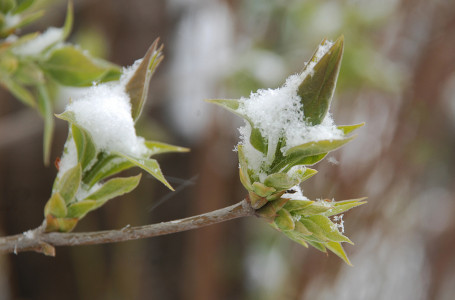 Қар жауып, күн суытады: Қазақстанда ауа райы күрт құбылады