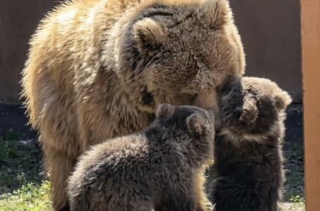 Алматы зообағында “Қызыл кітапқа“ енген қонжықтар дүниеге келді