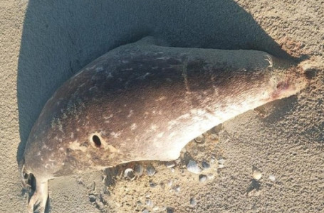 Табиғи апат па? Каспий жағалауынан 100-ге жуық итбалықтың өлексесі табылды