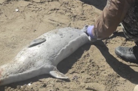 Каспийден тағы дабыл қағылды: итбалық өлекселерінің саны 191-ге жетті