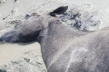 Маңғыстауда нөсер салдарынан 100-ден аса жылқы қырылды