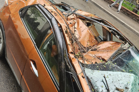 Алматыда көшеде тұрған көліктің үстіне ағаш құлады