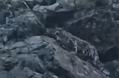 “Сирек әрі аса құнды кадр“. Жетісуда қар барысы видеоға түсіп қалды