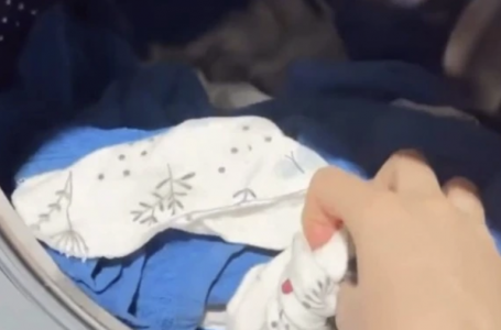 Семейде мысық кір жуатын машинада жуылып, өліп қалған: иесі жауапқа тартылды