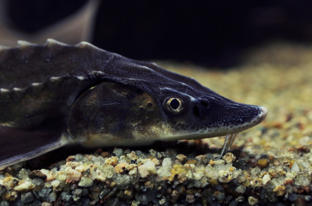 Балық сатып аларда абай болыңыз: прокуратура ескерту жасады