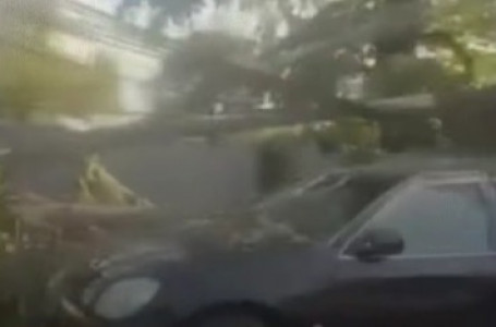 Алматыда көліктің үстіне ағаш құлап, электр желілеріне зақым келді