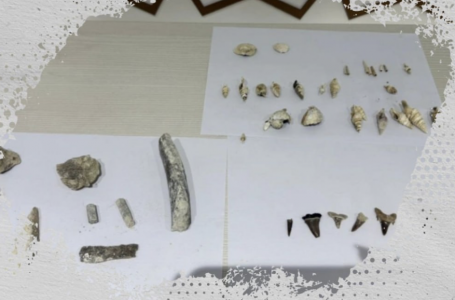 Маңғыстауда 40 миллион жыл бұрын өмір сүрген акуланың тісі табылды
