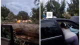 Ішінде адамдар отырған: Талдықорған - Текелі тасжолында көліктің үстіне үлкен ағаш құлады