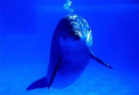 Дельфин адамнан қалай көмек сұрады? (видео)