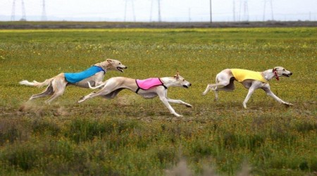 Біреуге мастурбация жасауға көмектескен жетілген әйелдің порно видеосы