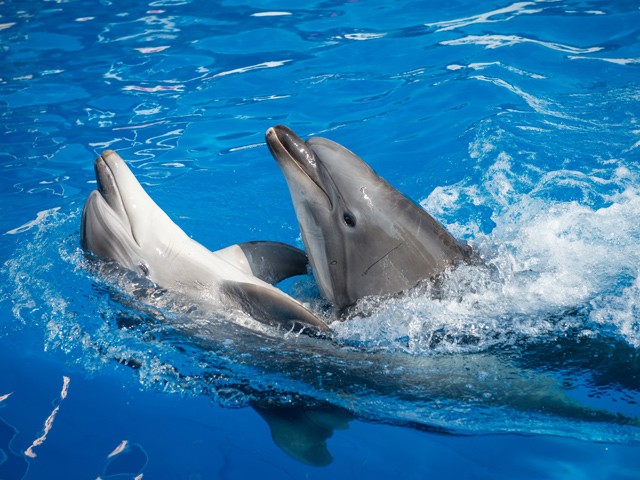 Мысық пен дельфин арасындағы достық